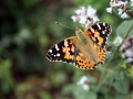 butterfly2_1440