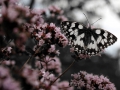 butterfly3_1280