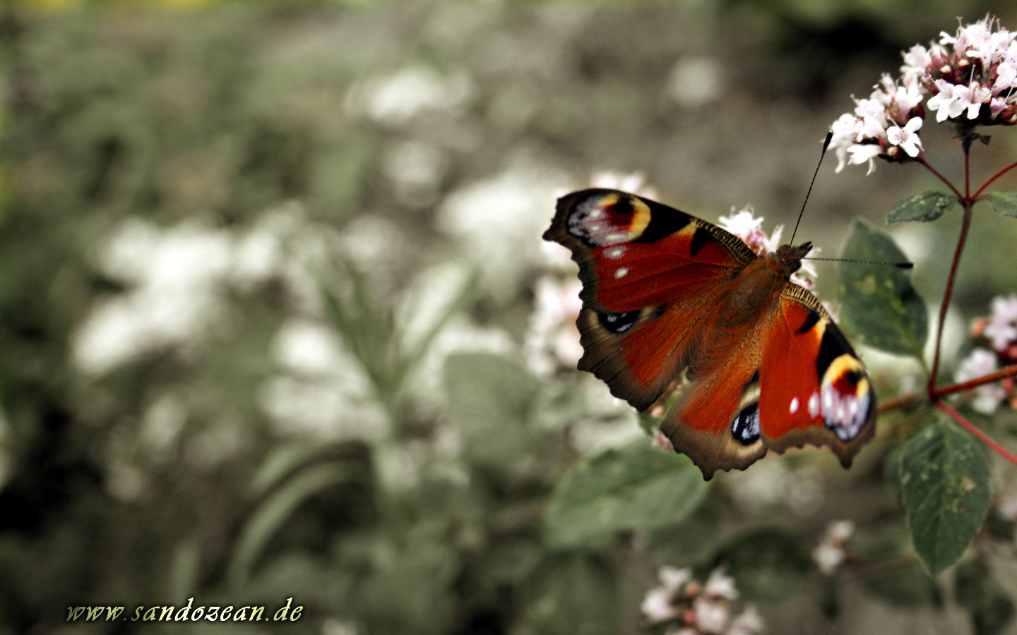 butterfly3_1440